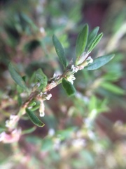 Polygonum aviculare depressum
