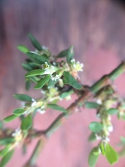 Polygonum aviculare depressum