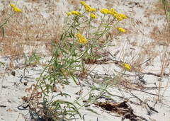 Achillea micrantha