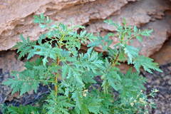 Artemisia santolinifolia