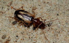 Cymindis decora