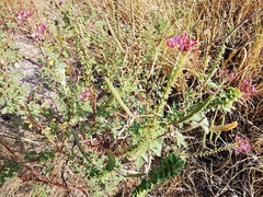 Polanisia dodecandra riograndensis