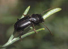 Dixus semicylindricus