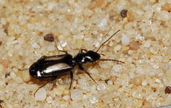 Microlestes plagiatus