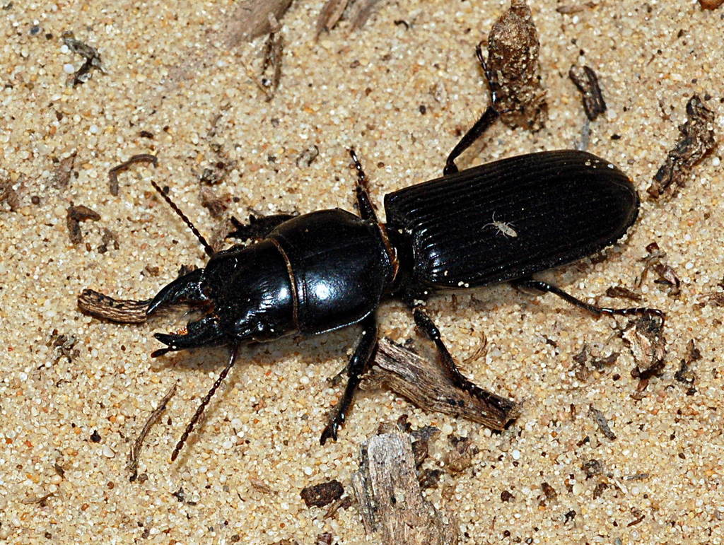 Scarites salinus