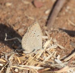 Zizeeria knysna knysna