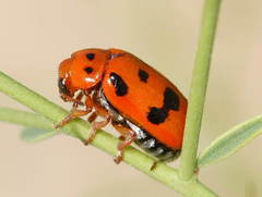 Clytra atraphaxidis