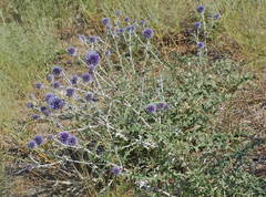Echinops albicaulis