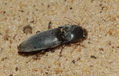 Aeoloides grisescens