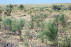 Eremosparton aphyllum