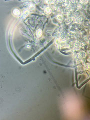 Hypsizygus marmoreus