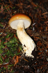 Cortinarius causticus