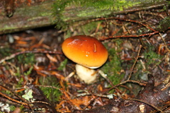 Cortinarius causticus
