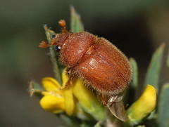 Codocera ferruginea