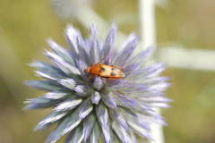 Macrosiagon bimaculata