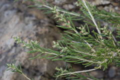 Salsola arbusculiformis
