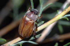Adoretus pruinosus