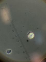Hypsizygus marmoreus