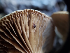 Meottomyces dissimulans