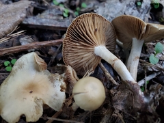 Meottomyces dissimulans