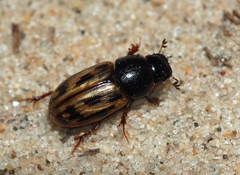 Chilothorax melanostictus