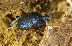 Gymnopleurus flagellatus