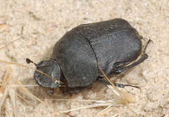 Gymnopleurus mopsus