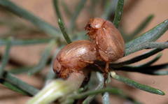 Maladera arenicola