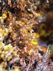 Mazzaella affinis