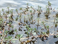 Ludwigia adscendens