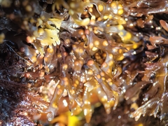 Mazzaella affinis