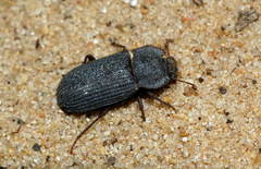 Scleropatrum seidlitzi