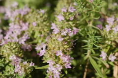 Thymus kirgisorum