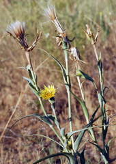 Tragopogon dubianskyi