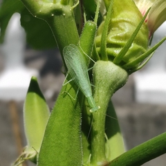 Tropidomantis