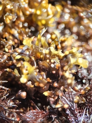 Mazzaella affinis