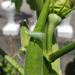 Tropidomantis