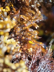 Mazzaella affinis