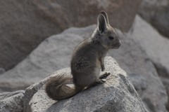 Lagidium viscacia