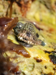 Paciocinebrina circumtexta