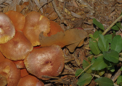 Gymnopilus thiersii