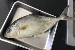 Seriola