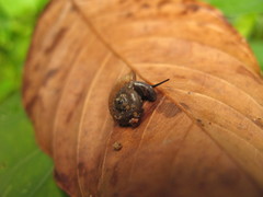 Pterocyclos jousseaumei