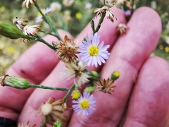 Symphyotrichum expansum