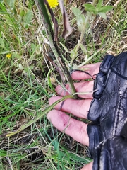 Symphyotrichum expansum