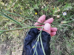 Symphyotrichum expansum