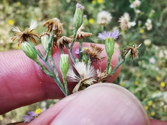 Symphyotrichum expansum