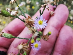 Symphyotrichum expansum