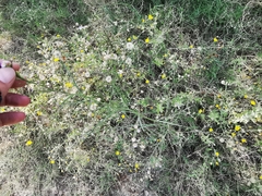 Symphyotrichum expansum