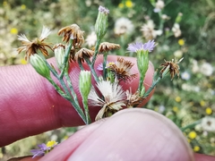 Symphyotrichum expansum